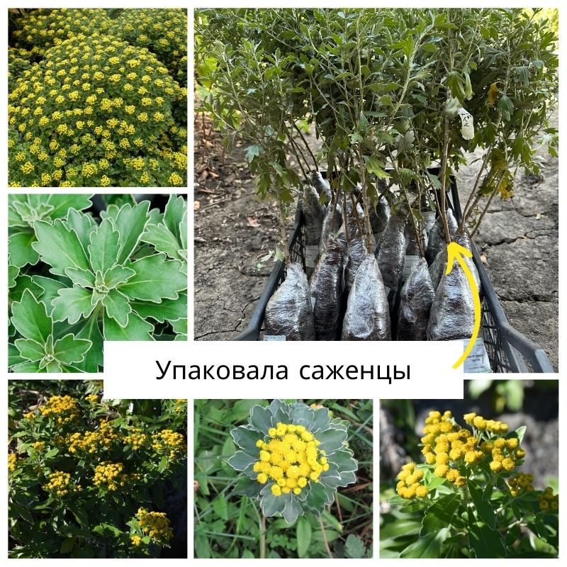 аджания.jpg аджания.jpg