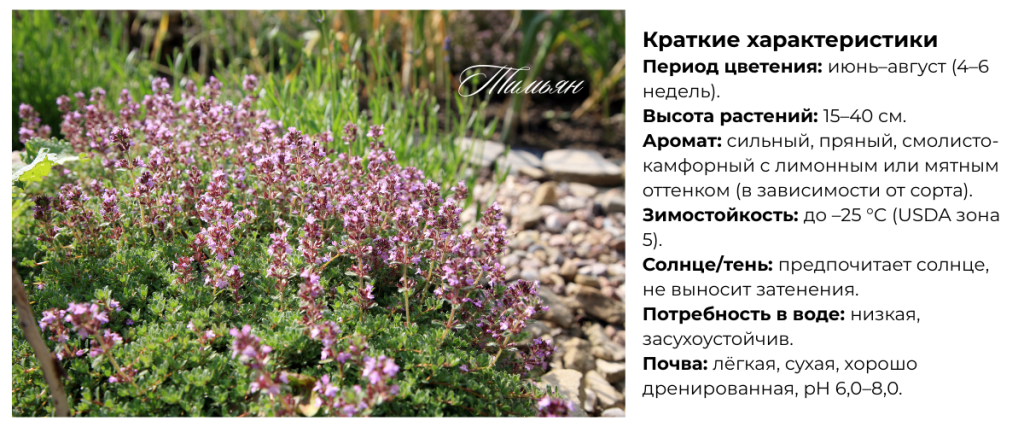 Тимьян.png Тимьян.png