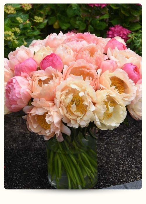 Корал Сансет (500 x 700 пикс.).jpg