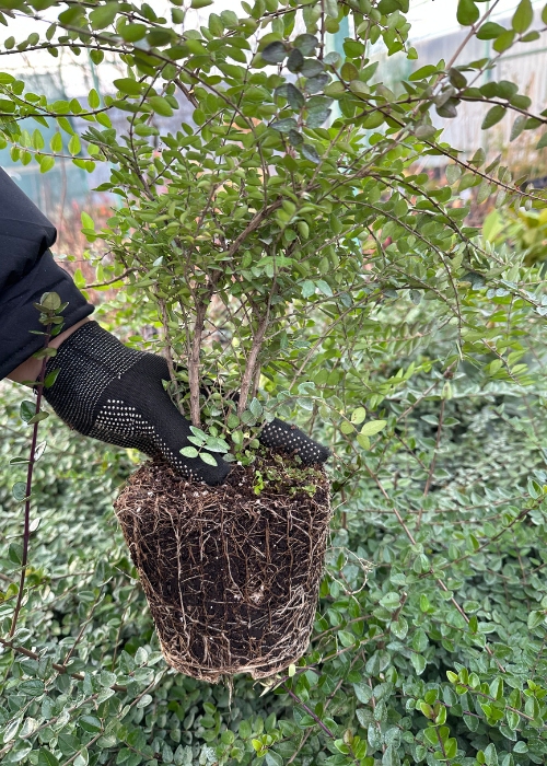 ЗКС (500 x 700 пикс.).jpg ЗКС (500 x 700 пикс.).jpg