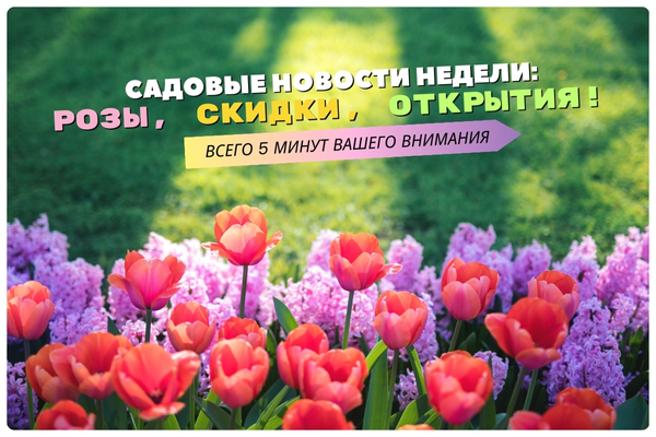 Садовые новости недели: розы, скидки, открытия! фото Садовые новости недели: розы, скидки, открытия! фото