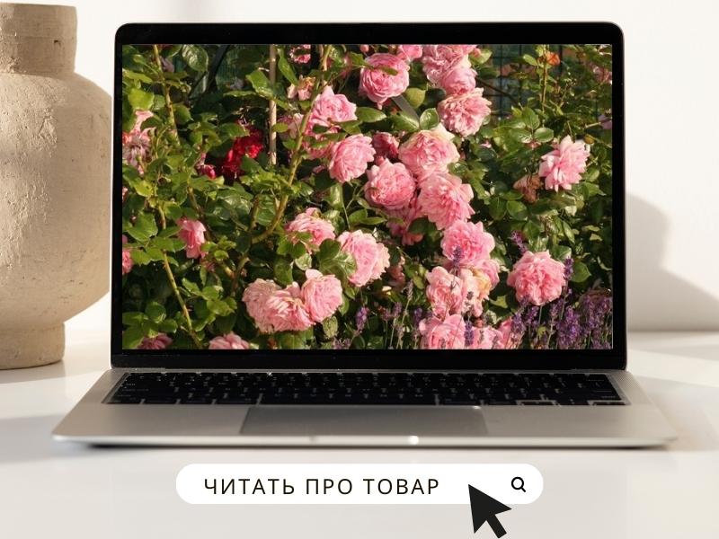 РОЗА СВИТ ЛАГУНА.jpg РОЗА СВИТ ЛАГУНА.jpg