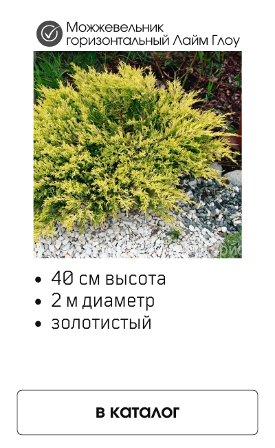 Лайм Глоу.png