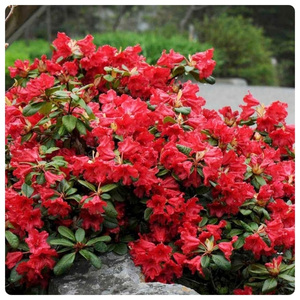 Скарлет Вондер (300 x 300 пикс.).jpg Скарлет Вондер (300 x 300 пикс.).jpg