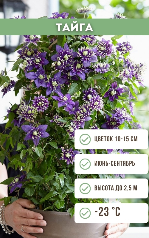 Тайга.jpg Тайга.jpg