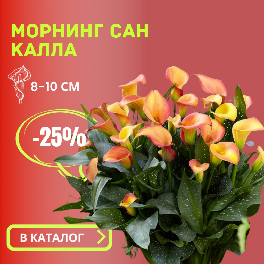 Калла Морнинг Сан.jpg Калла Морнинг Сан.jpg