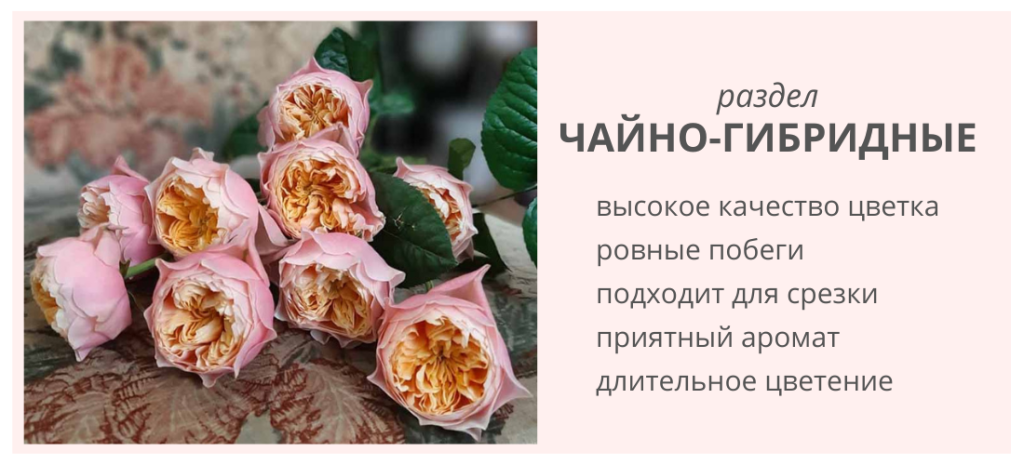 ЧАЙНО-ГИБРИДНЫЕ.png ЧАЙНО-ГИБРИДНЫЕ.png