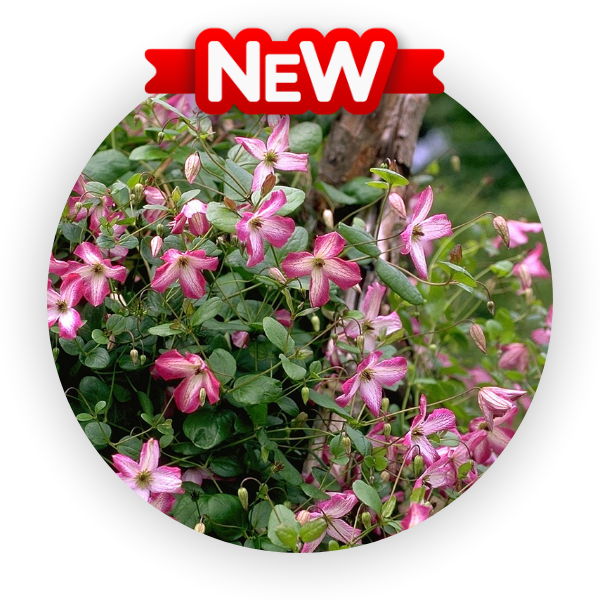 Минуэт (600 x 600 пикс.).png Минуэт (600 x 600 пикс.).png