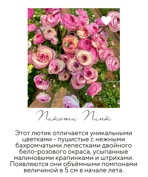 томер пинк.png