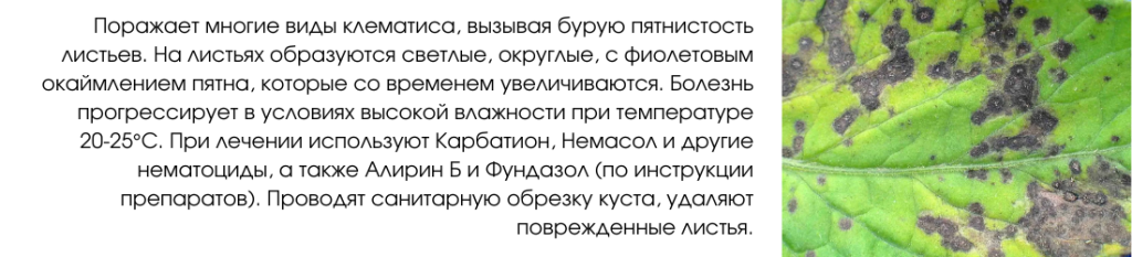 Септориоз.png Септориоз.png