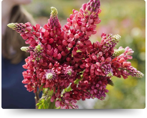 Май Кастл.jpg Май Кастл.jpg