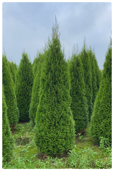 Смарагд (400 x 600 пикс.).png