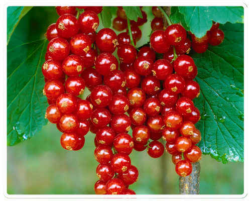 Смородина красная Йонкер Ван Тетс.png Смородина красная Йонкер Ван Тетс.png