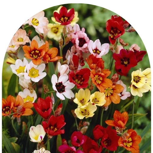 Спараксис (500 x 500 пикс.).jpg Спараксис (500 x 500 пикс.).jpg