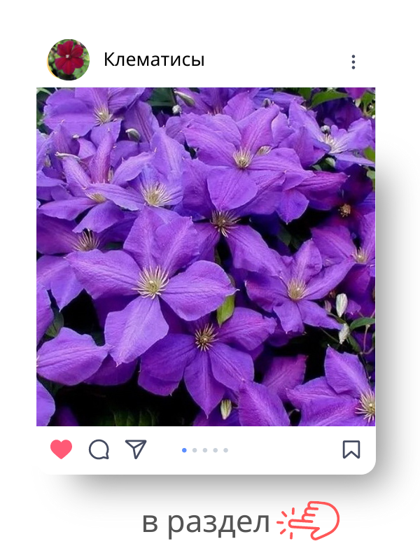 клематис.png клематис.png