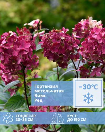 Вимс Ред.png Вимс Ред.png