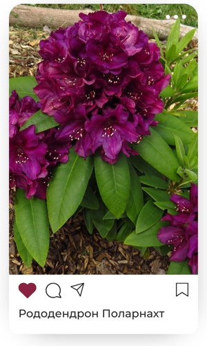 поларнахт.jpg поларнахт.jpg