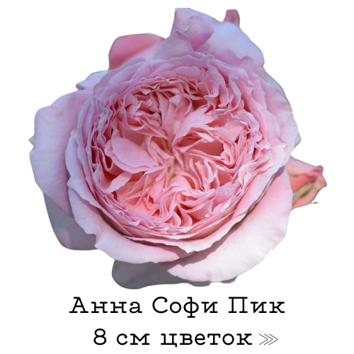 Анна Софи Пик.png Анна Софи Пик.png