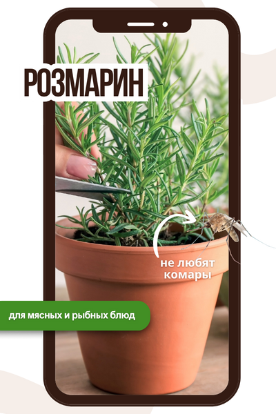 розмарин.png розмарин.png