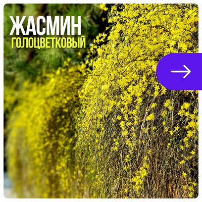 Жасмин голоцветковый.jpg Жасмин голоцветковый.jpg