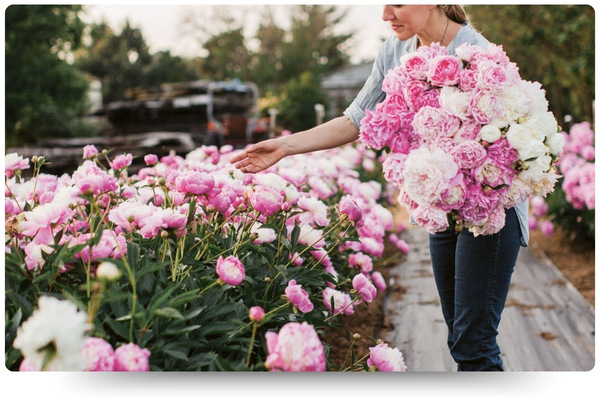 пионы.jpg пионы.jpg