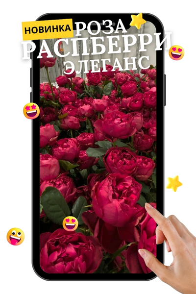 Распберри Элеганс.jpg Распберри Элеганс.jpg