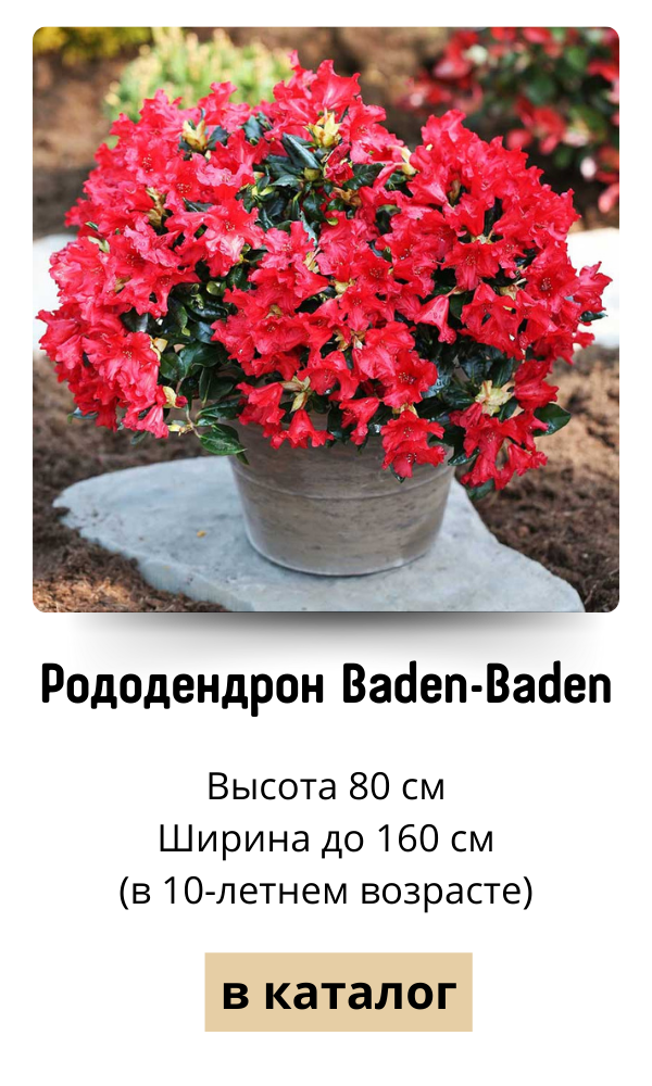 Рододендрон Baden-Baden.png Рододендрон Baden-Baden.png