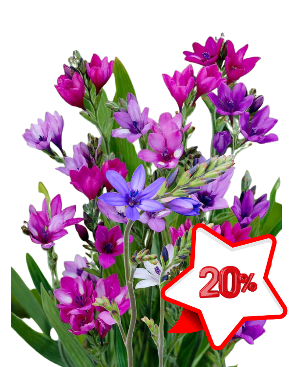 бабиана.png бабиана.png