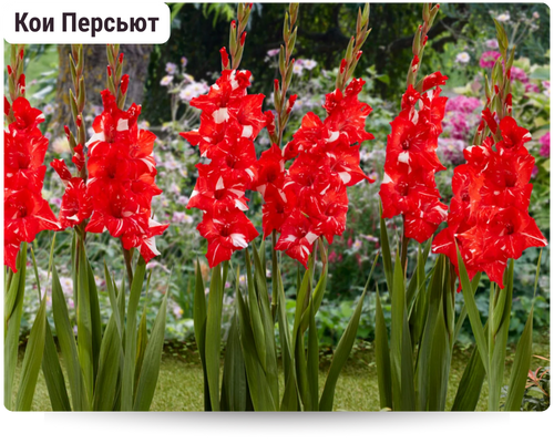 Гладиолусы.png Гладиолусы.png