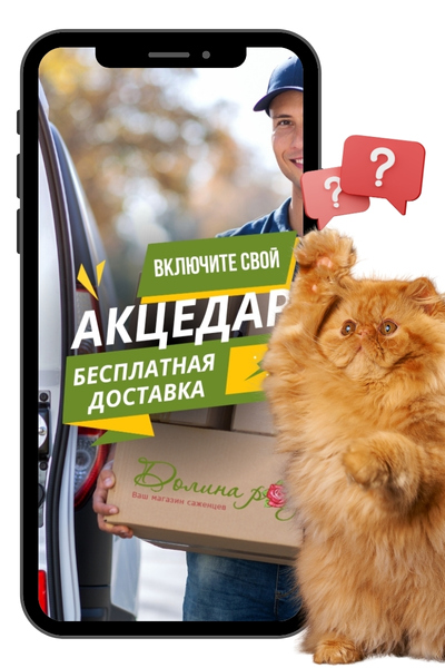 акцедар.jpg акцедар.jpg