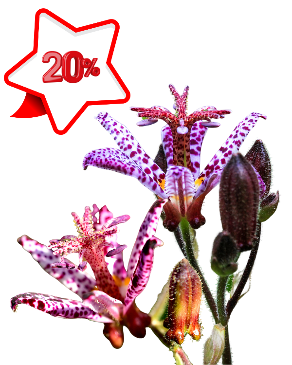 трициртис.png трициртис.png