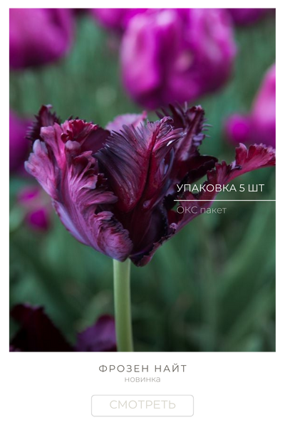 Фрозен Найт.png