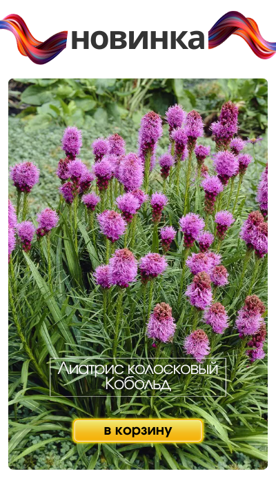 Лиатрис.png