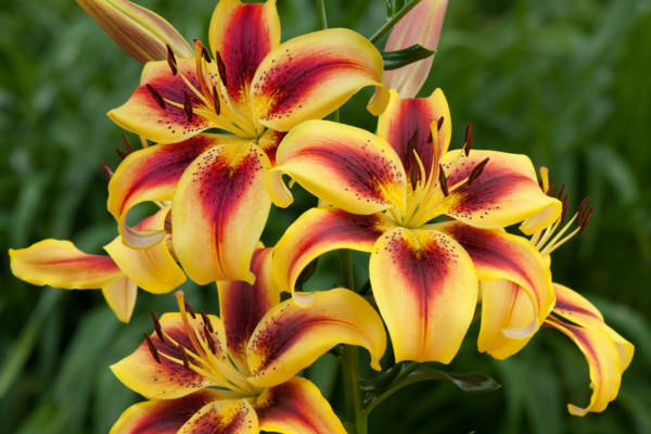 Вива ла Вида.png Вива ла Вида.png