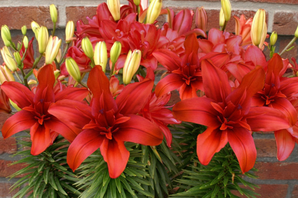 Лилия Ред Твин.png Лилия Ред Твин.png