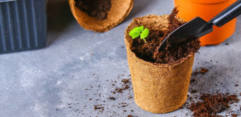 Как вырастить пеларгонию из семян? Два простых способа. Видео — Ботаничка