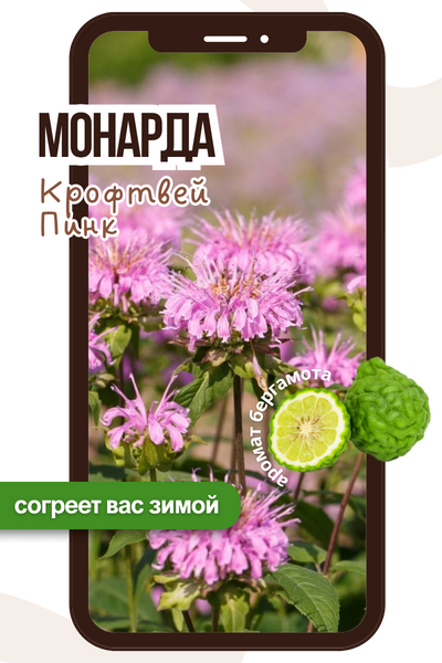 монарда.png монарда.png