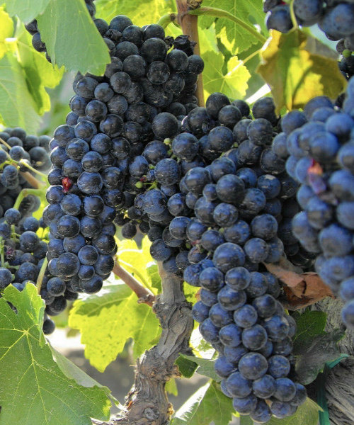 Каберне Совиньон.png Каберне Совиньон.png