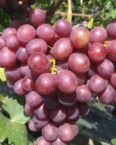 памяти учителю.png памяти учителю.png