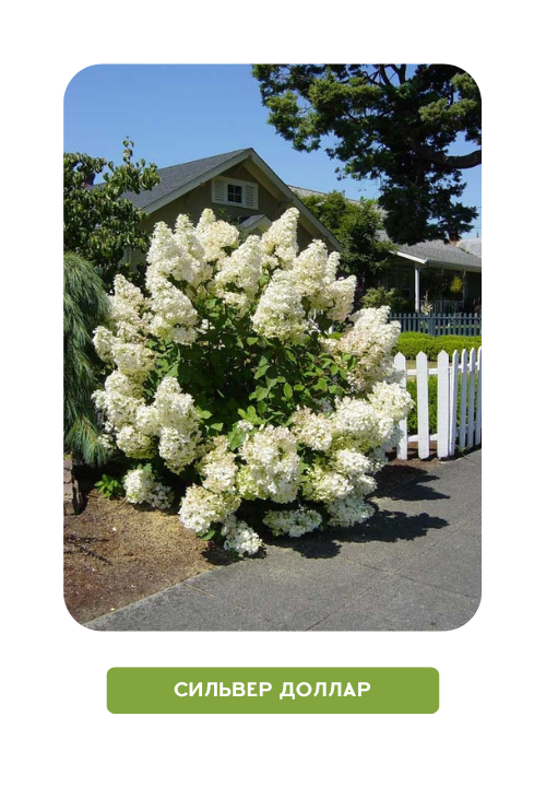 сильвер доллар.png