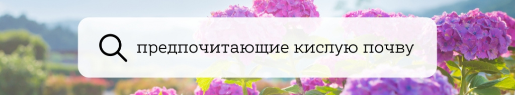 гортензии.jpg гортензии.jpg