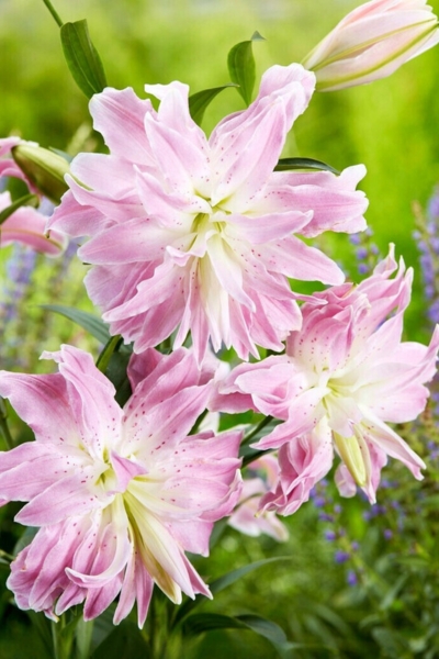 Лотус Элеганс.jpg Лотус Элеганс.jpg