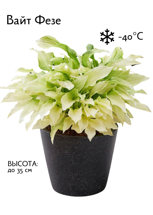 Вайт Фезе.png Вайт Фезе.png