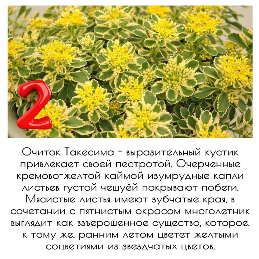 очиток Атлантис очиток Атлантис