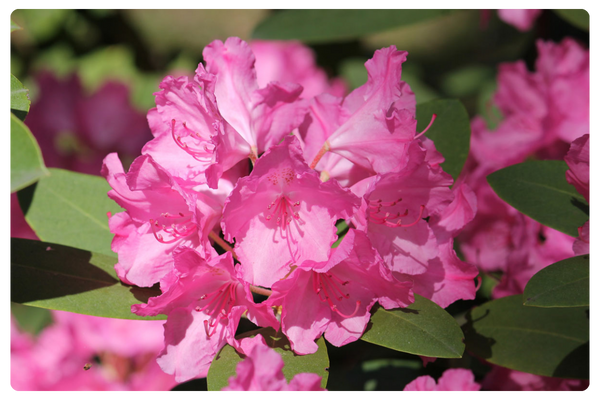 Lumina (600 x 450 пикс.).png Lumina (600 x 450 пикс.).png