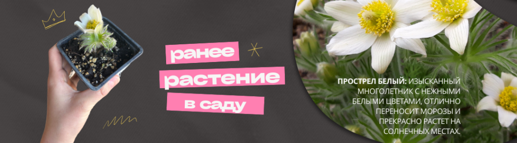 Прострел (1080 x 300 пикс.).png Без названия (1080 x 300 пикс.).png