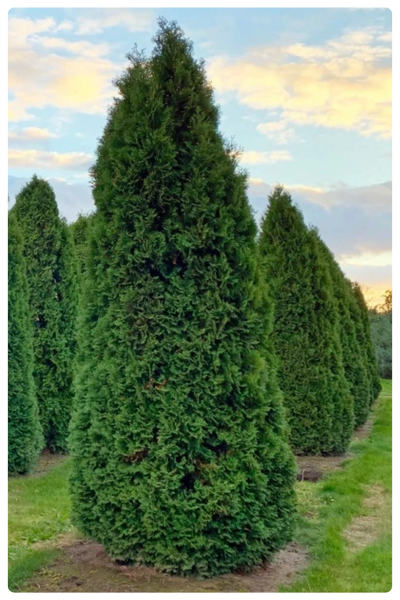 Колумна (400 x 600 пикс.).png