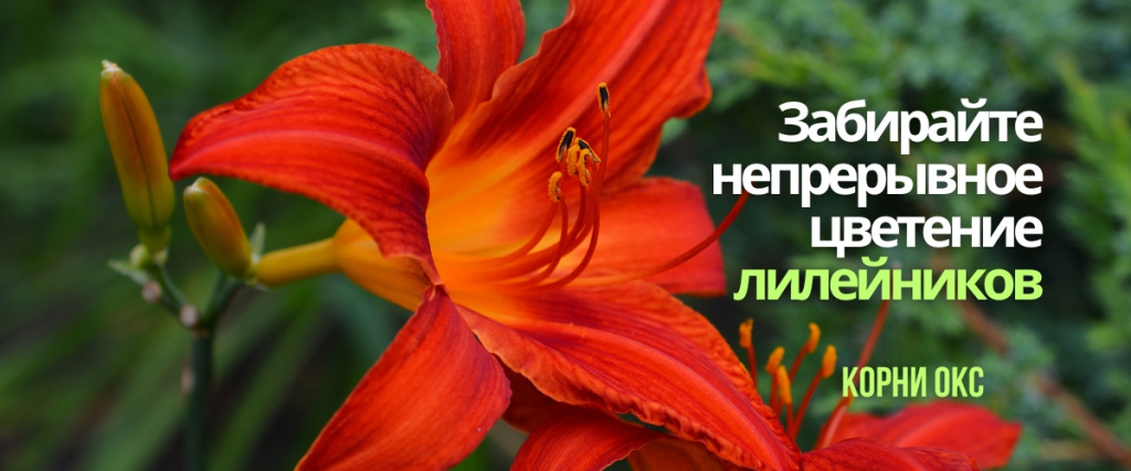 лилейники (1200 x 500 пикс.).jpg