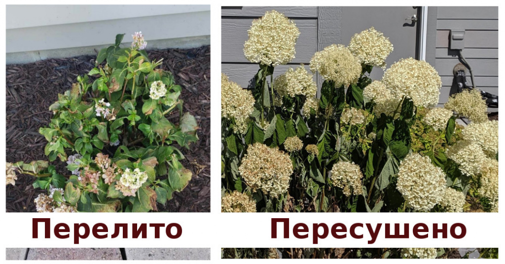 О садовых гортензиях, часть 2. Посадка гортензии и тонкости полива. Как ...