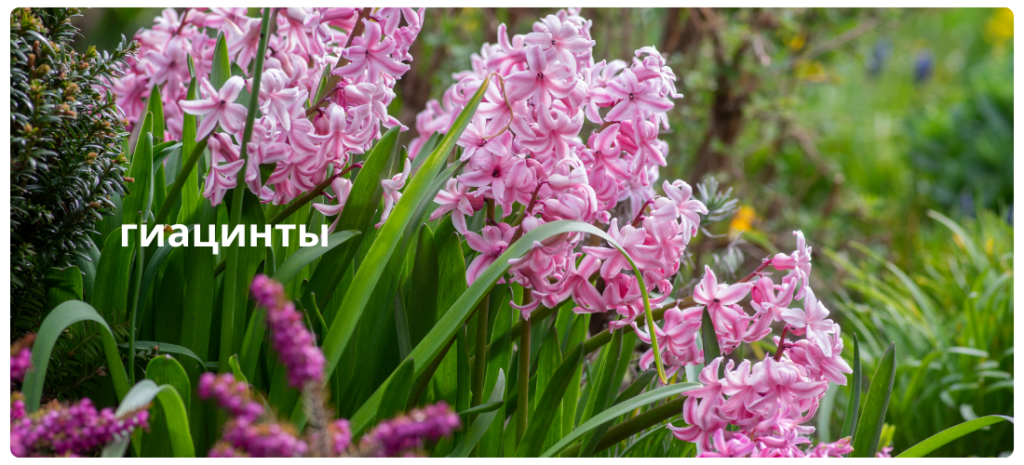 гиацинты.png гиацинты.png